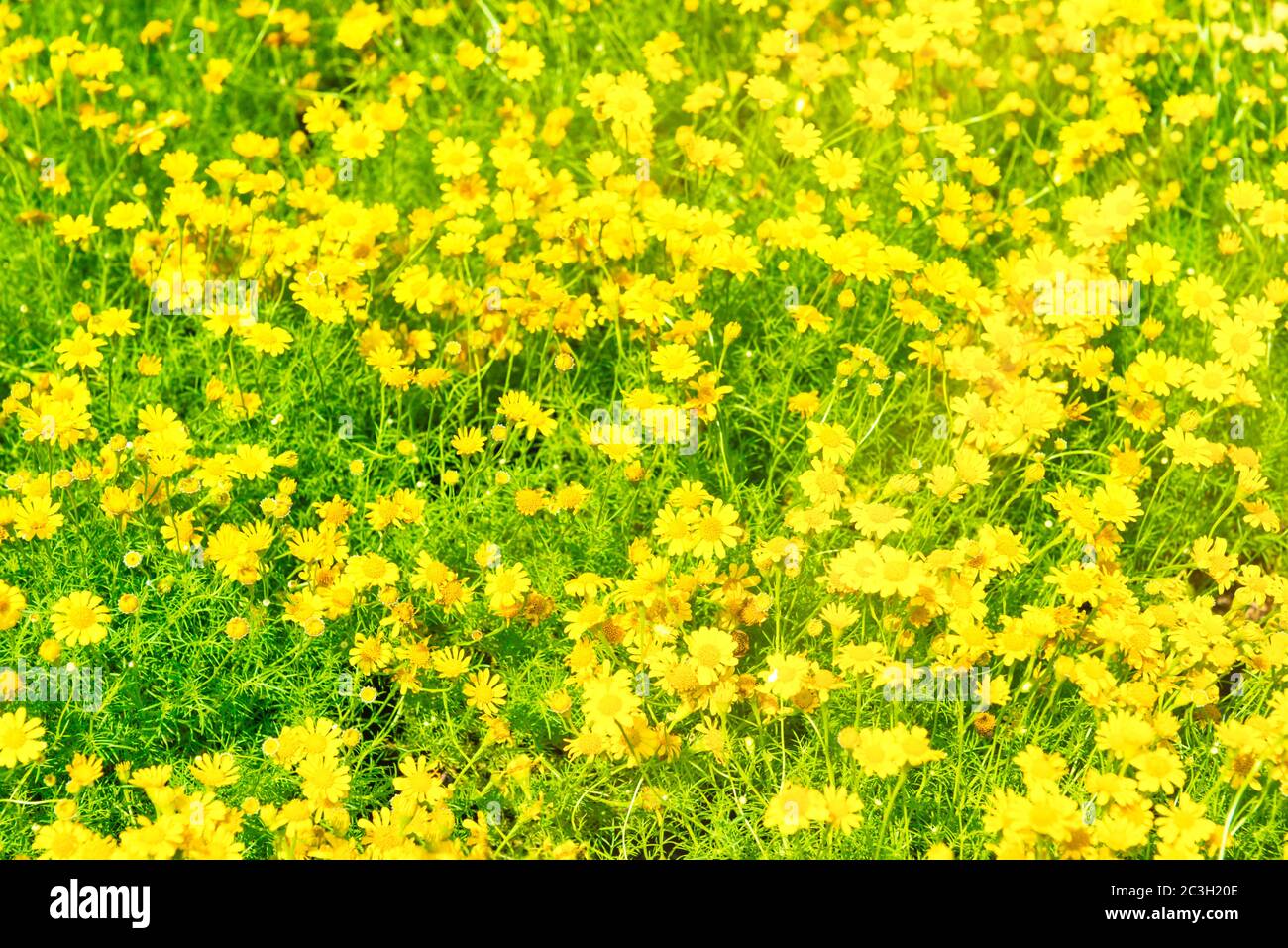 Beautiful yellow flowers on green field Stock Photo