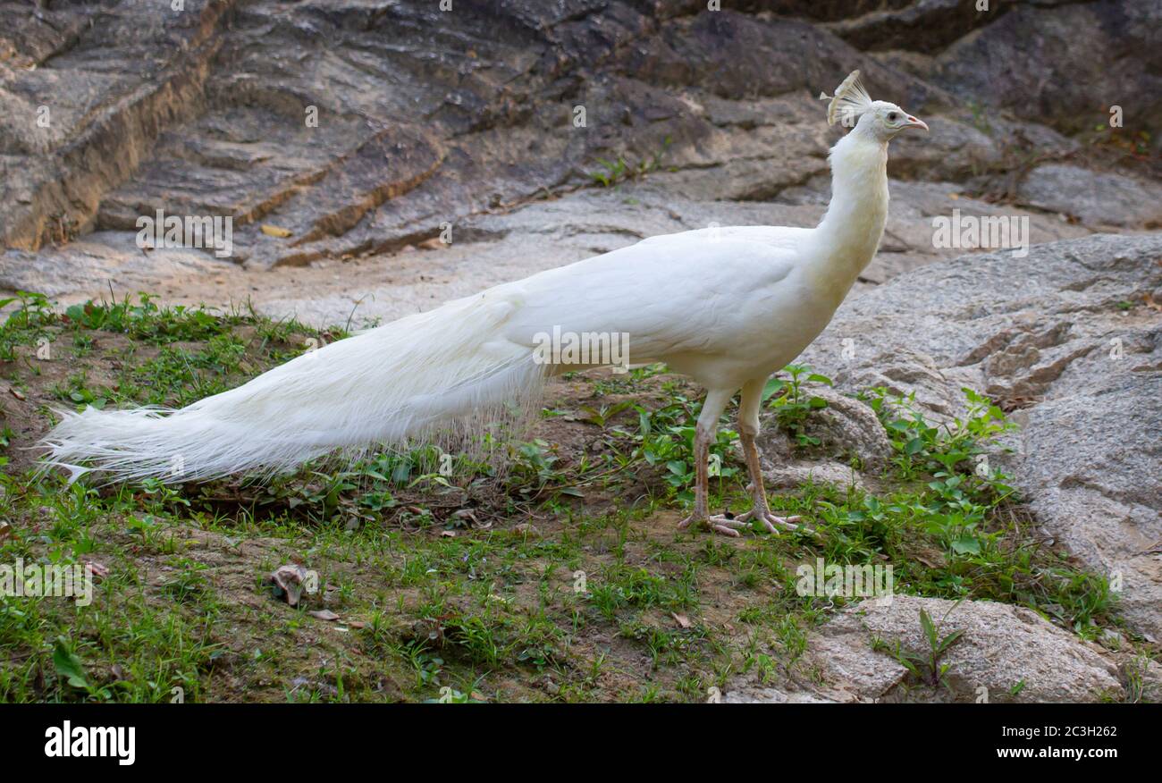 Male peacock walking on grass hi-res stock photography and images - Alamy