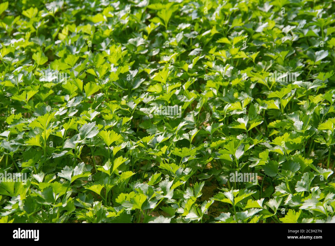 Coriander, being exposed to sunlight in the background Stock Photo Alamy