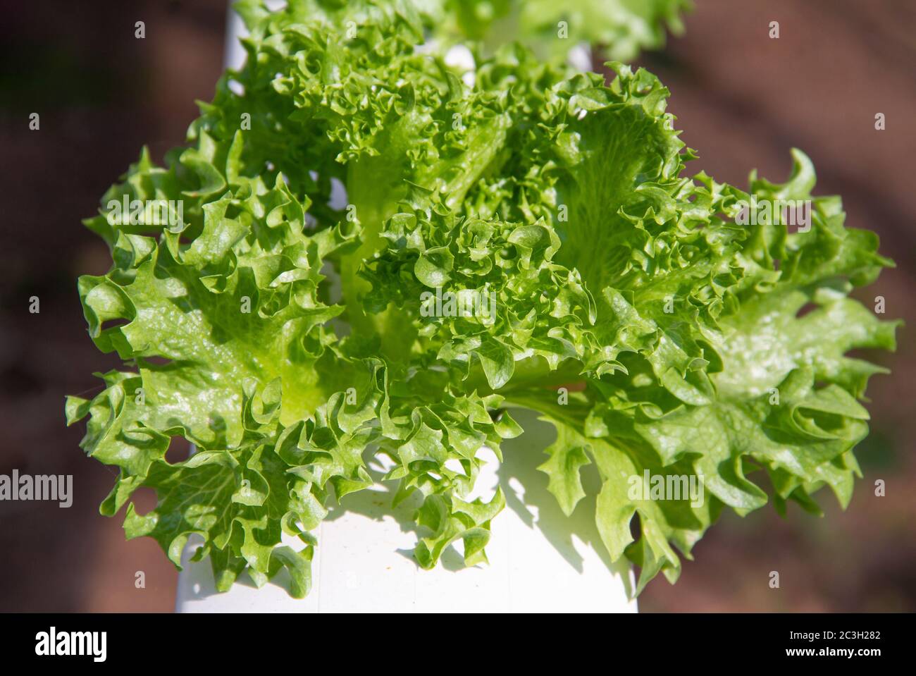 Green coral lettuce grown in a hydroponic system Stock Photo Alamy