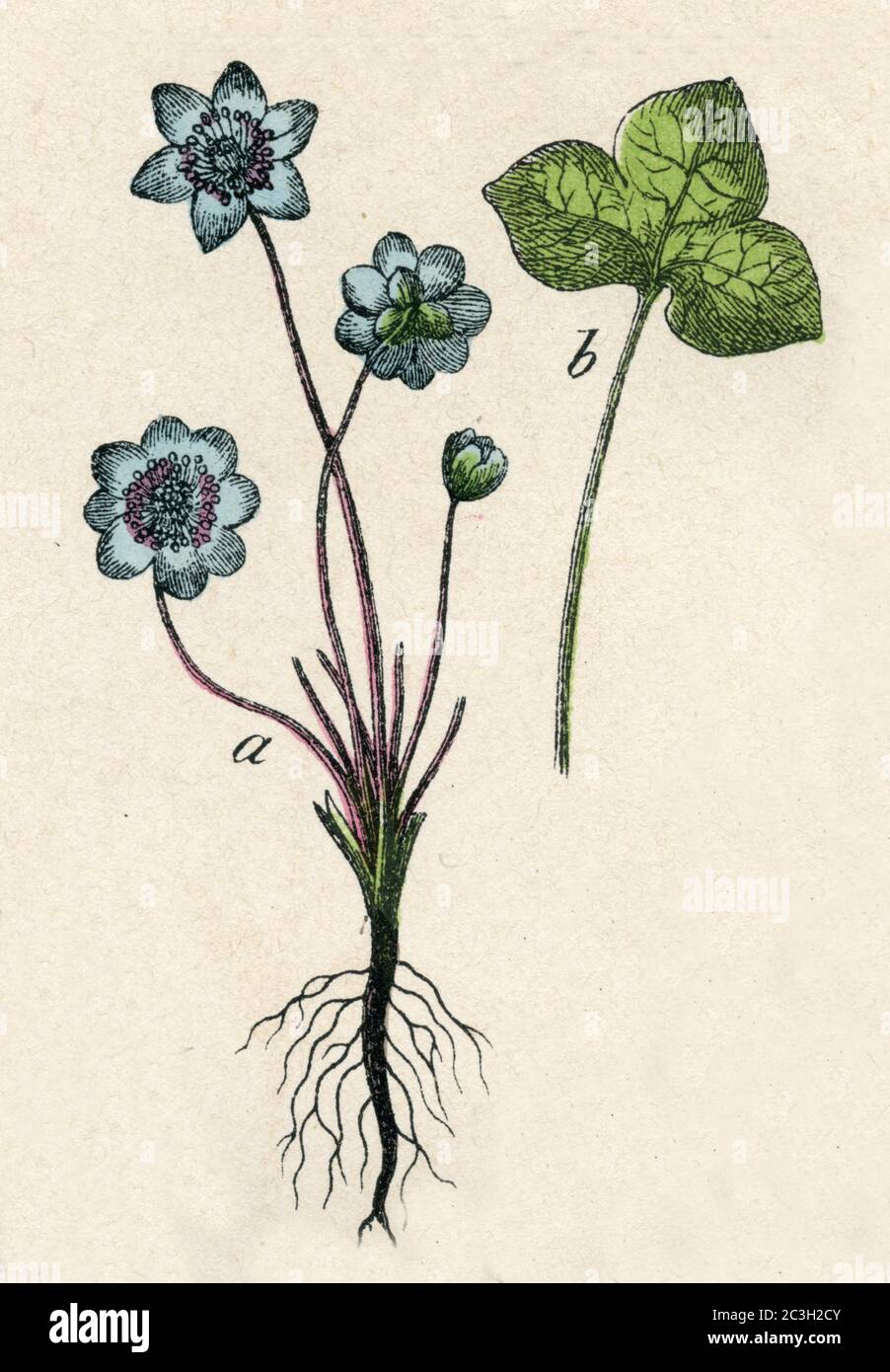 liverwort / Hepatica nobilis, Syn.: Anemone hepatica, Hepatica triloba / Leberblümchen  / botany book, 1879) Stock Photo