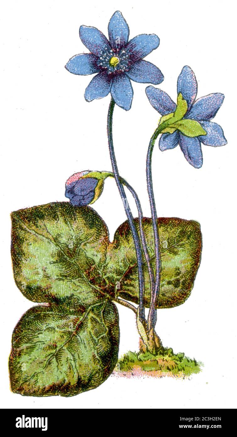 liverwort / Hepatica nobilis, Syn.: Anemone hepatica, Hepatica triloba / Leberblümchen  / botany book, 1909) Stock Photo