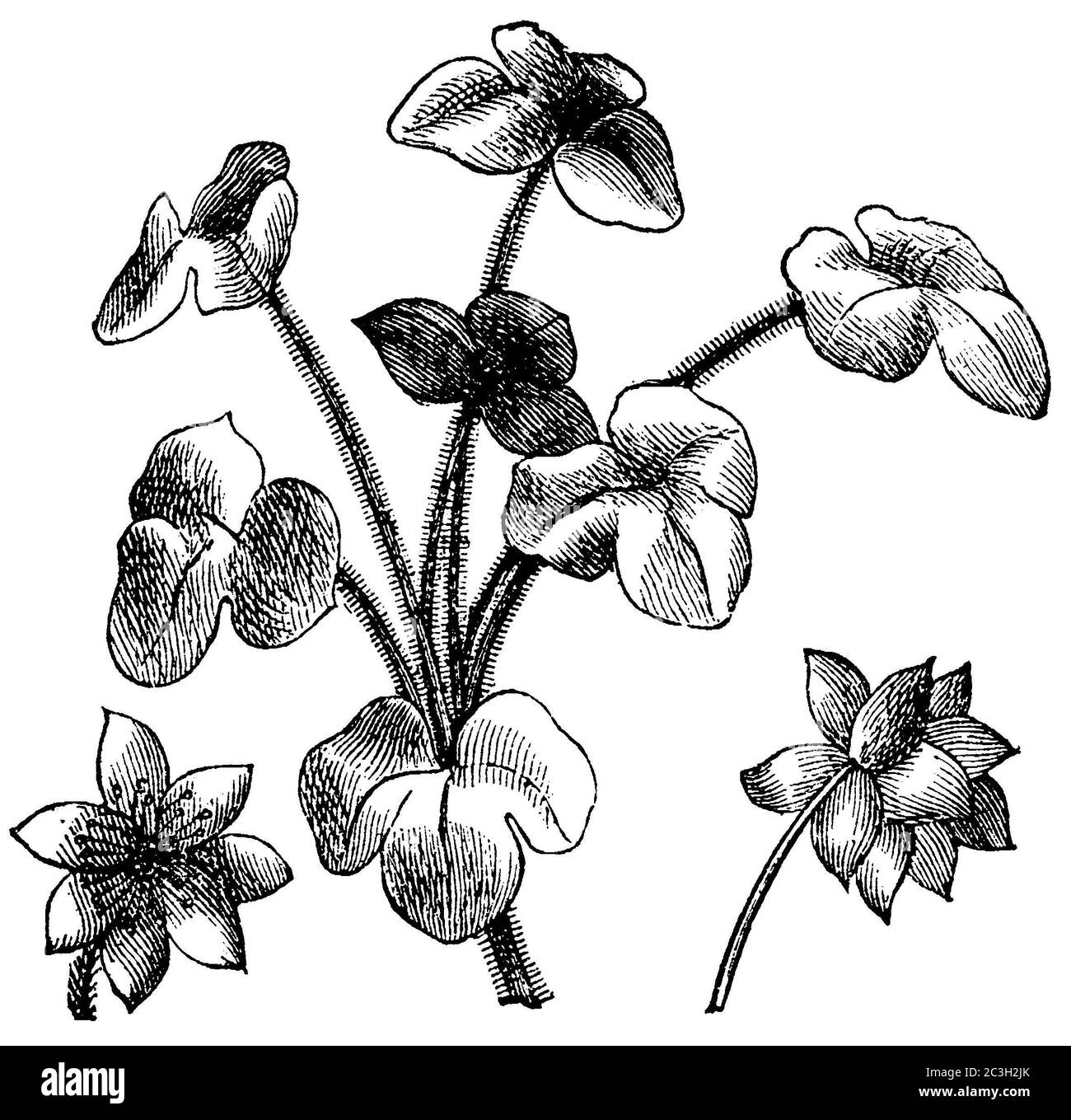 liverwort / Hepatica nobilis, Syn.: Anemone hepatica, Hepatica triloba / Leberblümchen (biology book, 1898) Stock Photo