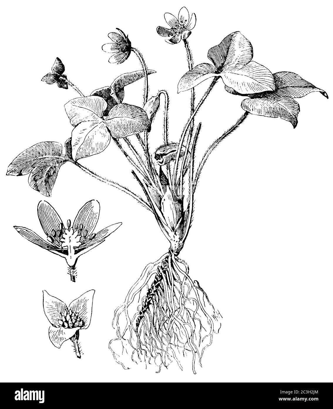 liverwort / Hepatica nobilis, Syn.: Anemone hepatica, Hepatica triloba / Leberblümchen (botany book, 1909) Stock Photo
