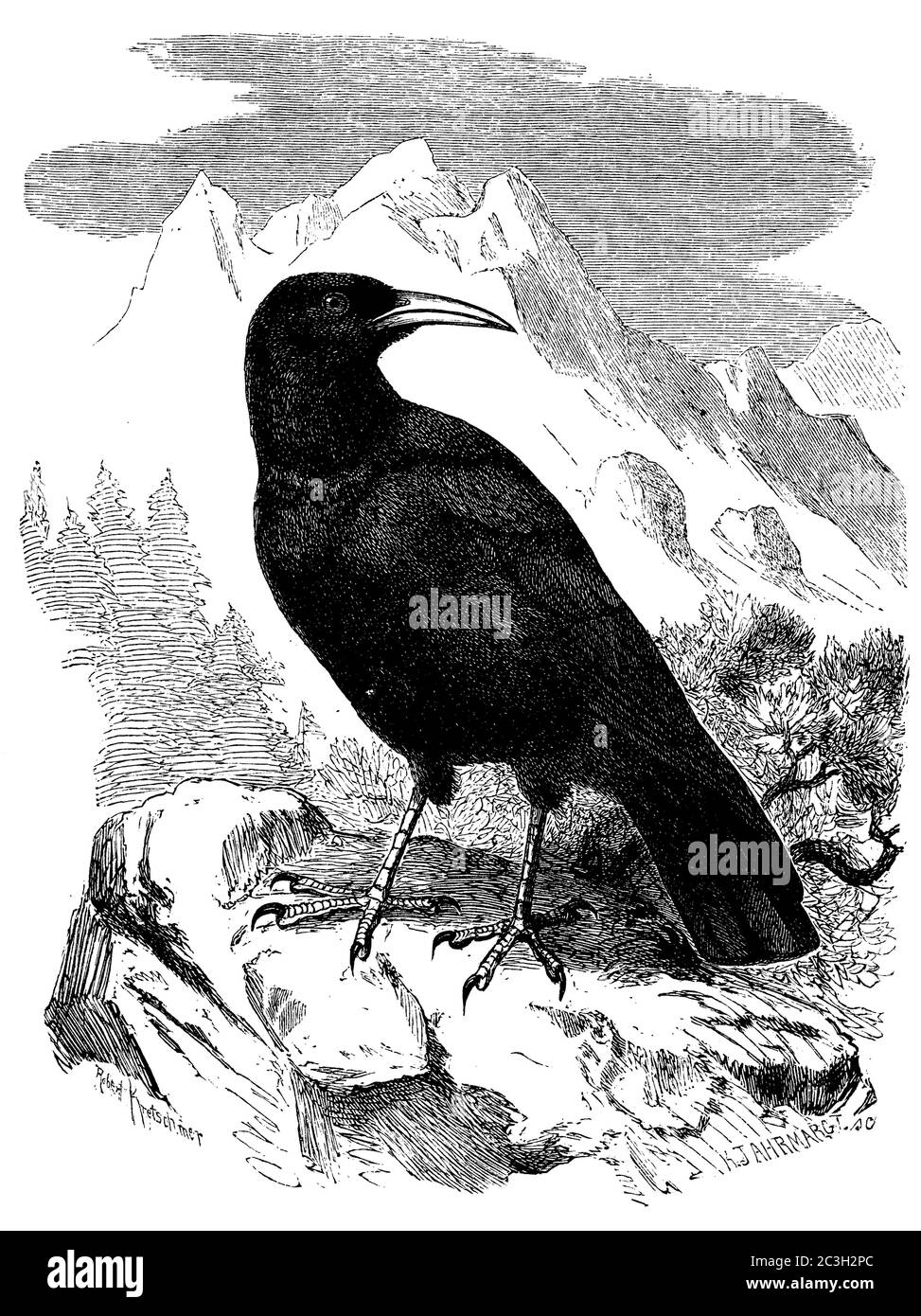chough / Pyrrhocorax pyrrhocorax / Alpenkrähe (zoology book, 1870) Stock Photo
