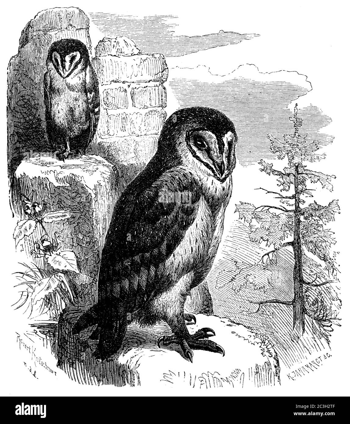 barn owl / Tyto alba / Schleiereule (zoology book, 1870) Stock Photo