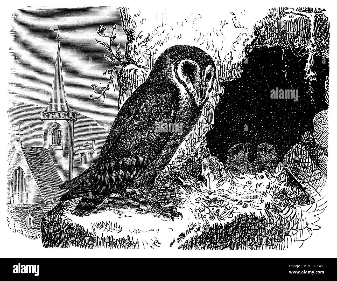 barn owl / Tyto alba / Schleiereule (biology book, 1903) Stock Photo