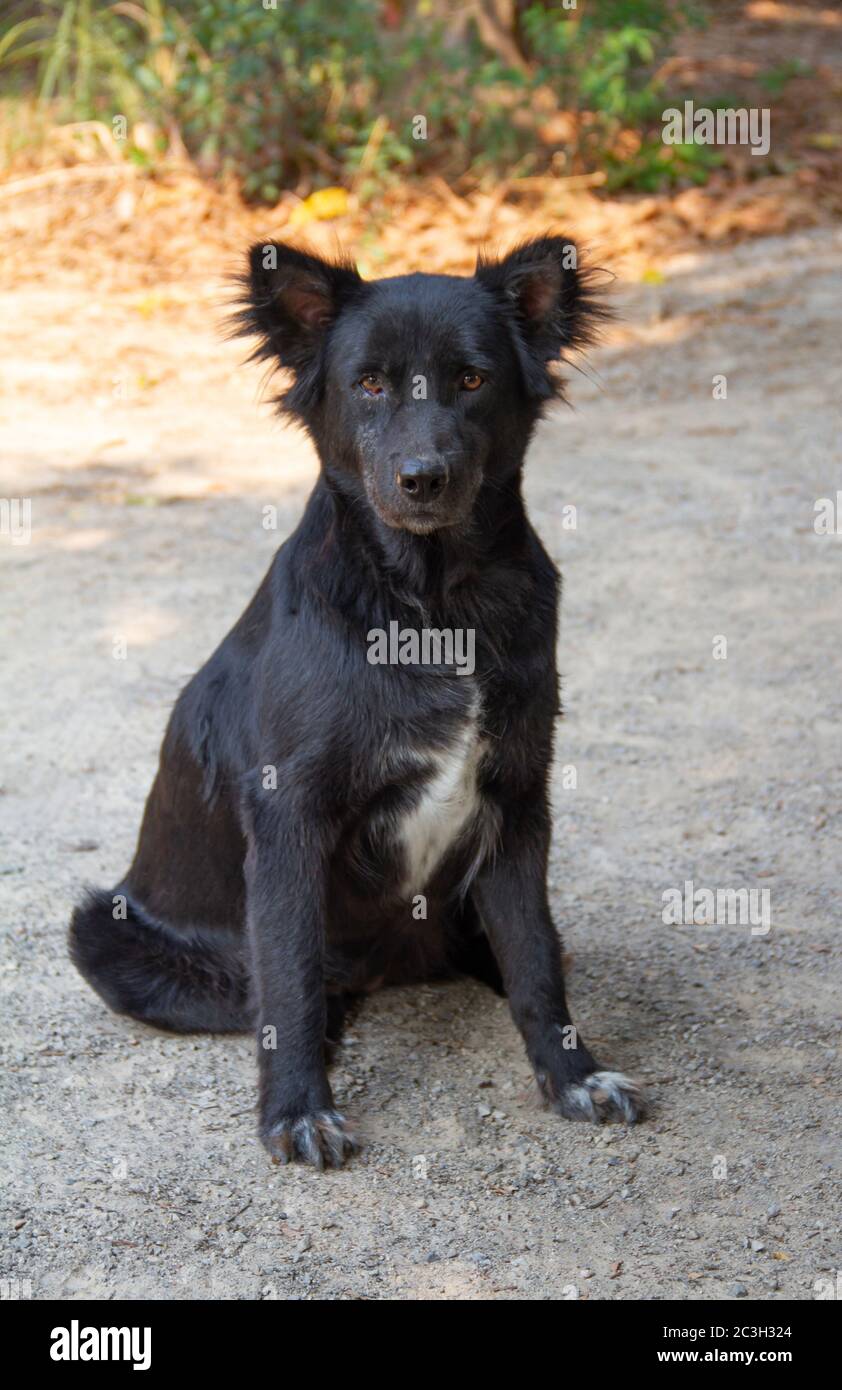 Black dog sitting on the ground looking Stock Photo