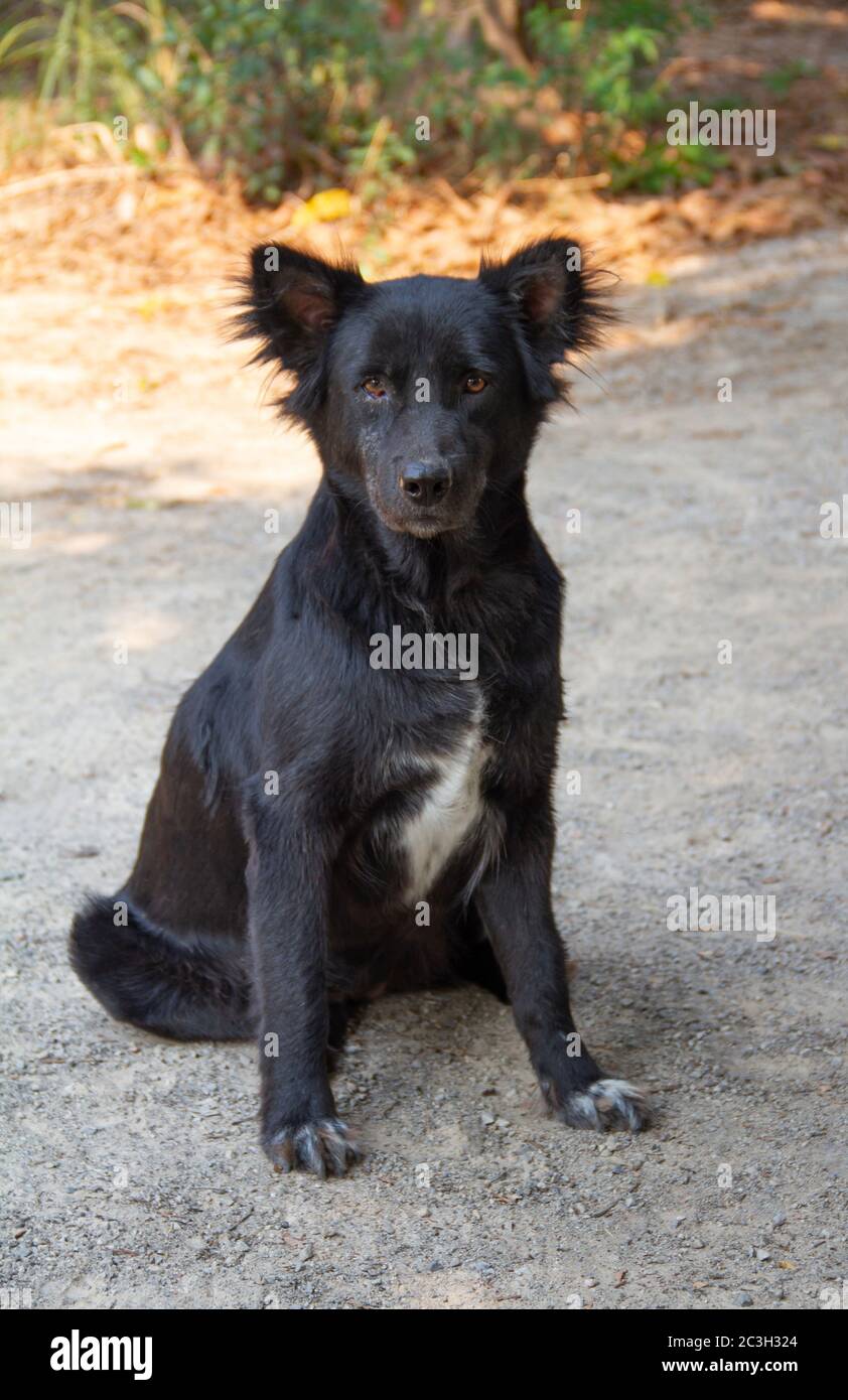 Black dog sitting on the ground looking Stock Photo - Alamy