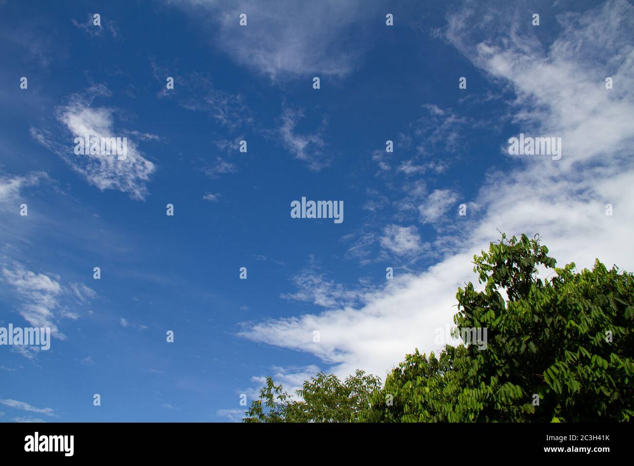 The background is a blue sky with white clouds and green leaves as a ...