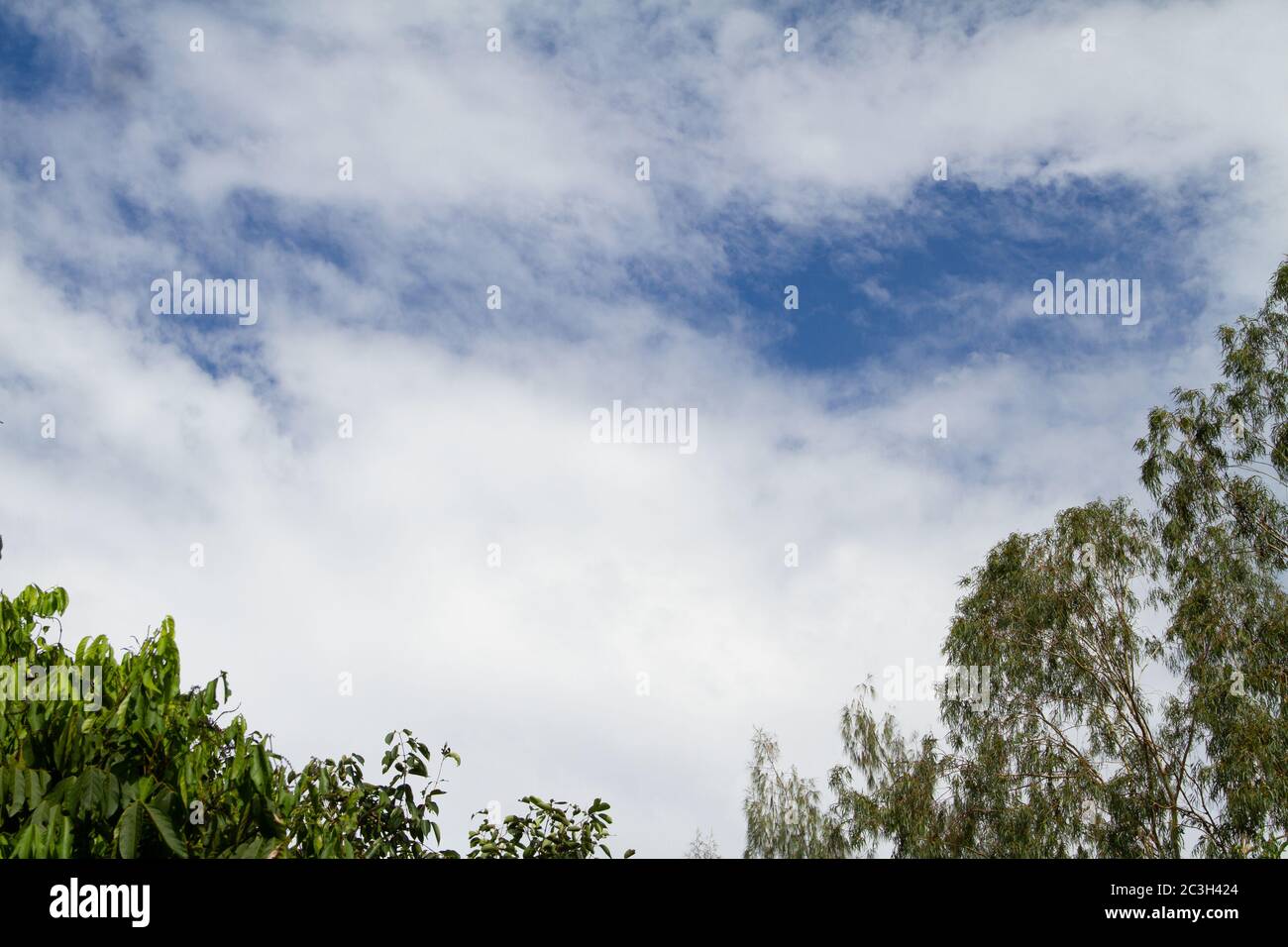 The background is a blue sky with white clouds and green leaves as a ...