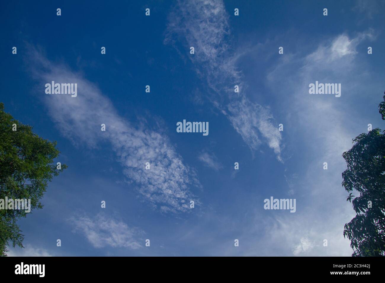 The background is a blue sky with white clouds and green leaves as a ...