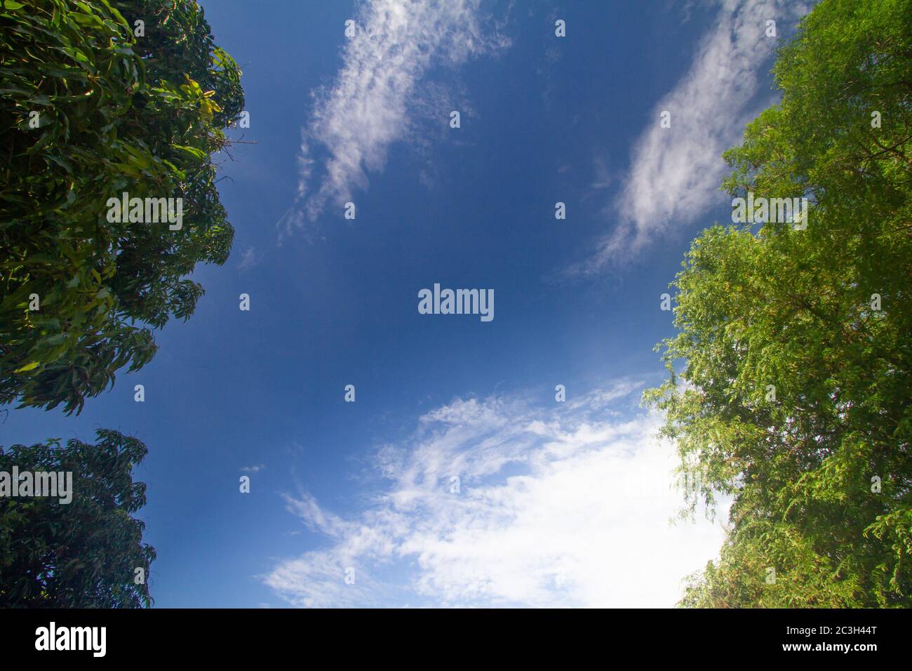 The background is a blue sky with white clouds and green leaves as a ...