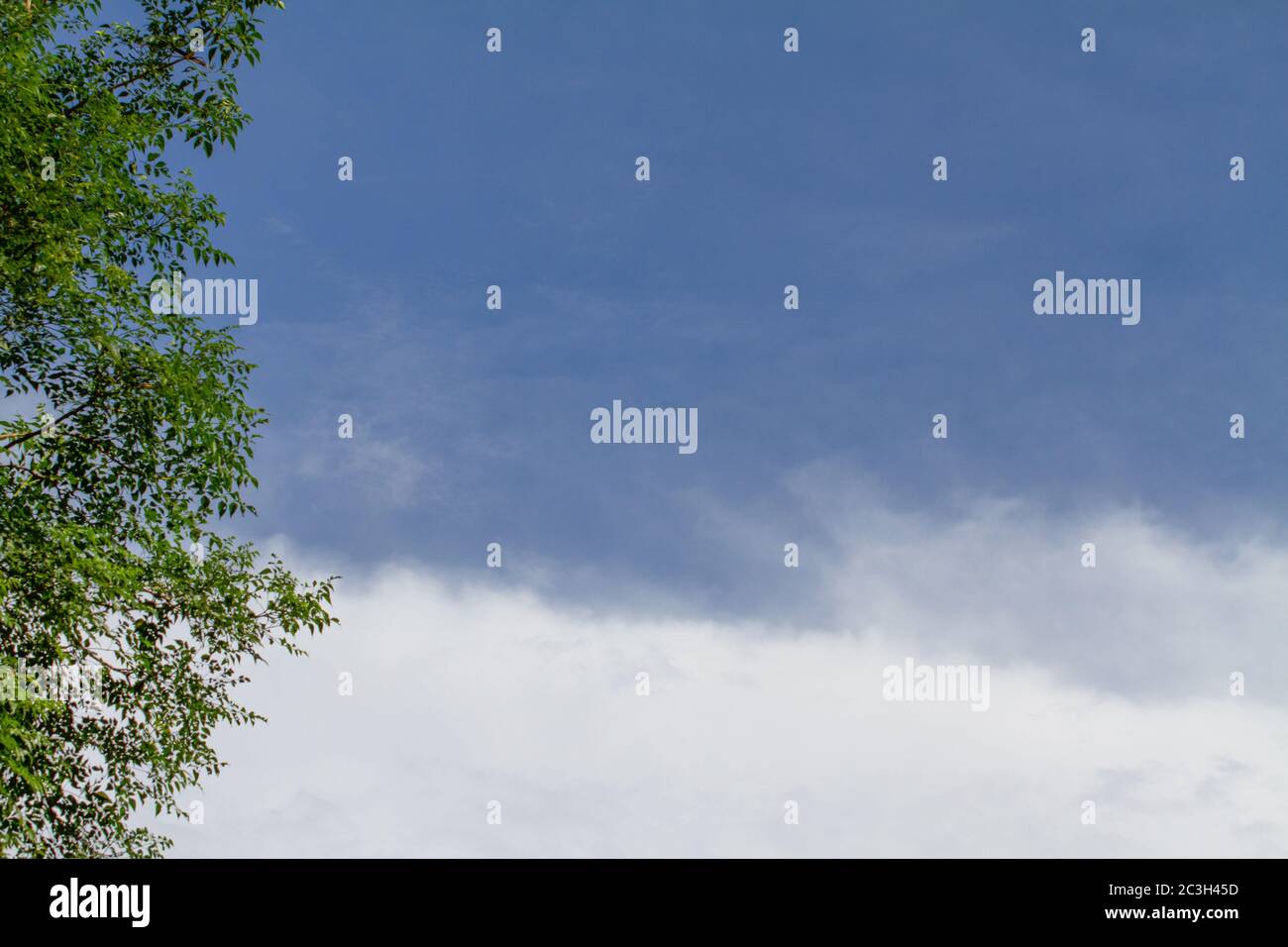 The background is a blue sky with white clouds and green leaves as a ...