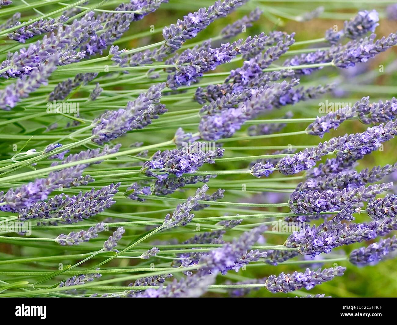 Lavender bush garden hires stock photography and images Alamy