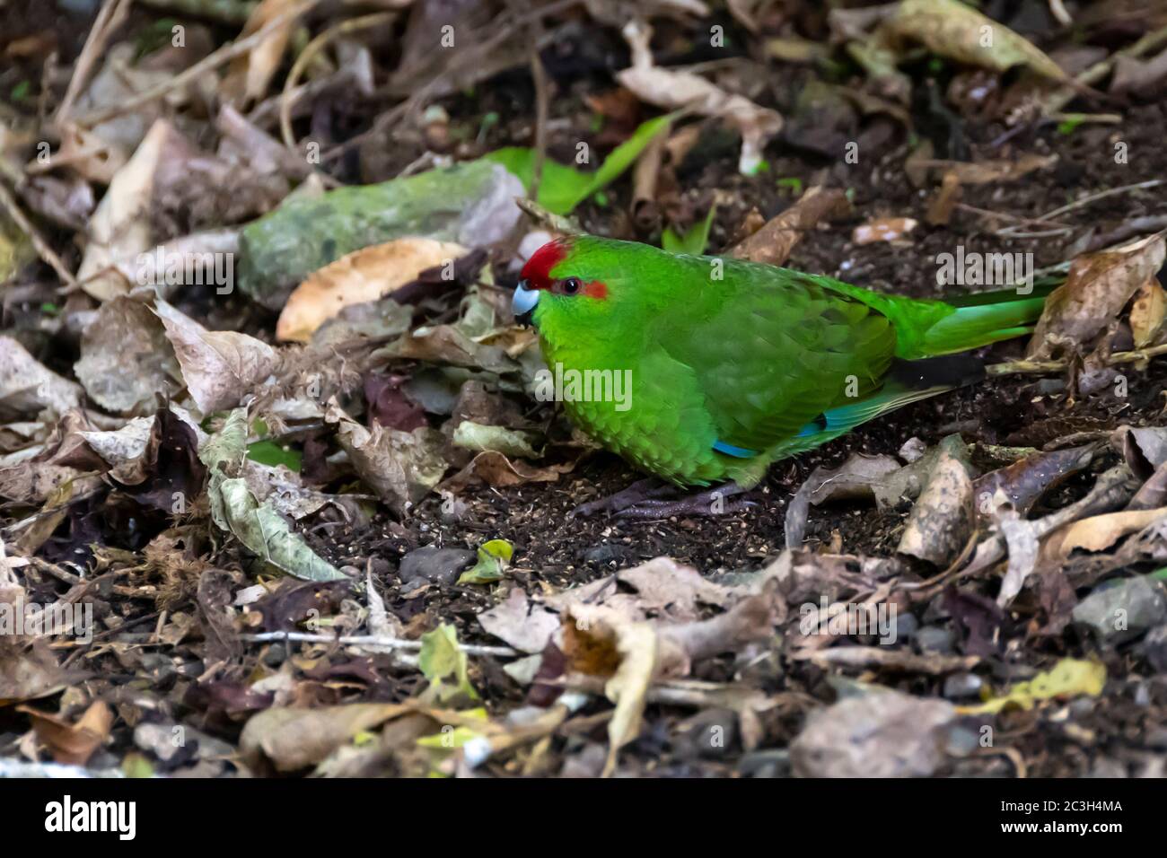 Red-crowned parakeet, Kakarii, at Zealandia wildlife reserve, Wellington, North Island, New Zealand Stock Photo