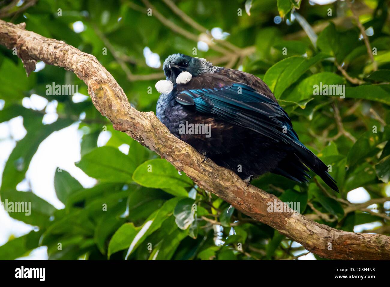 Tui perched on a branch at Zealandia wildlife reserve, Wellington, North Island, New Zealand Stock Photo
