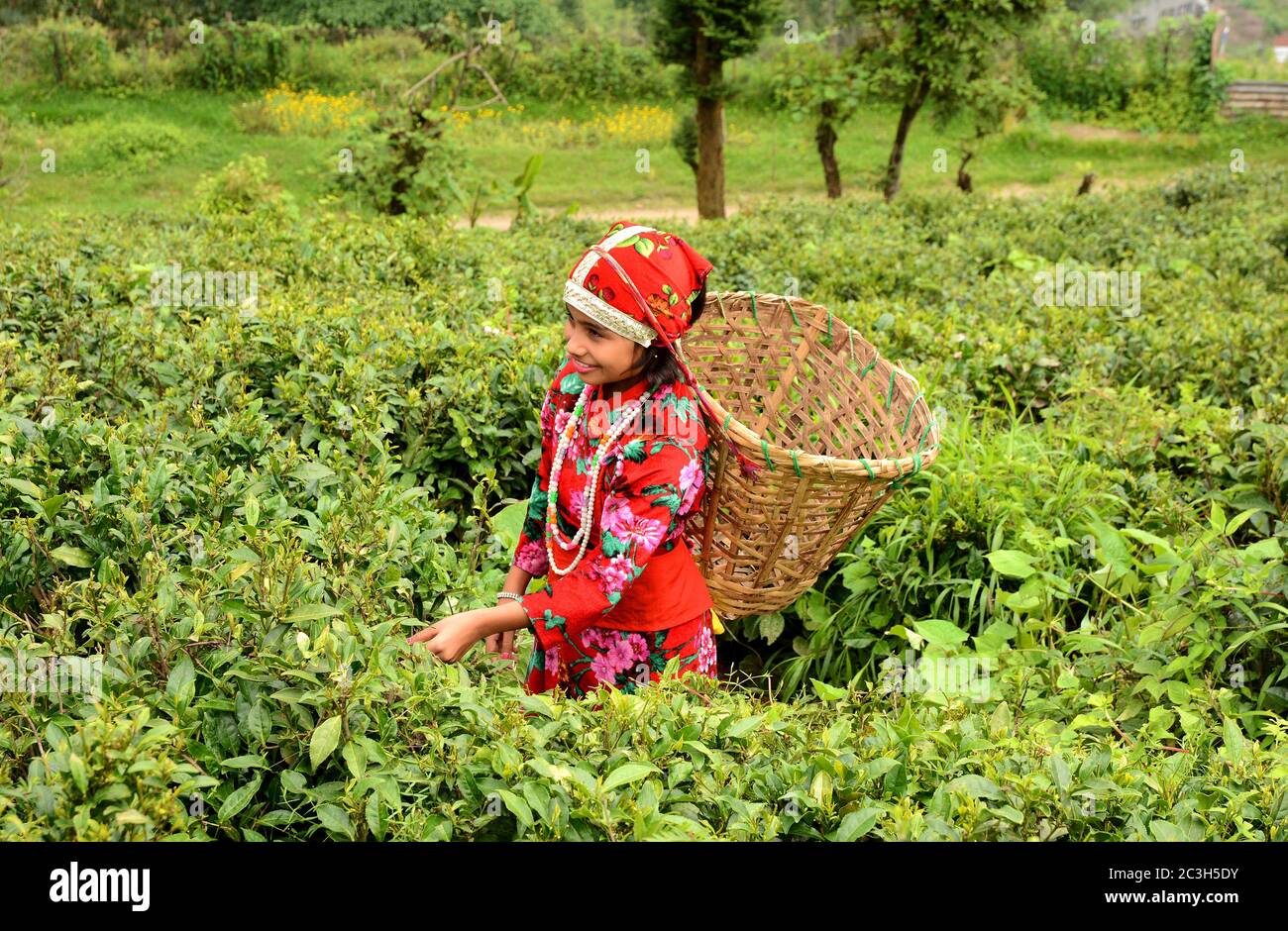 tea garden dress