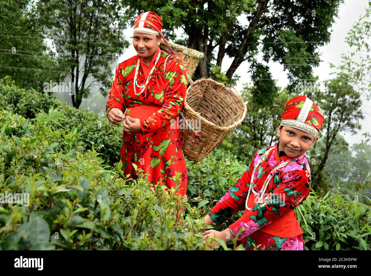 tea garden dress