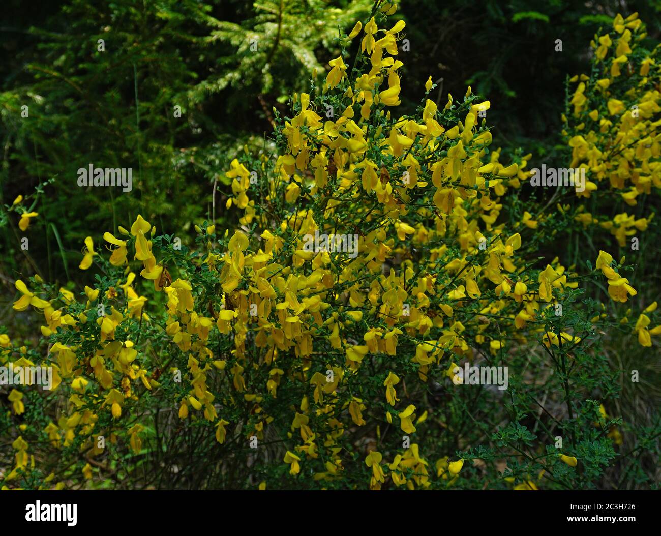 broom, Genista, in the Black Forest, Germany Stock Photo Alamy