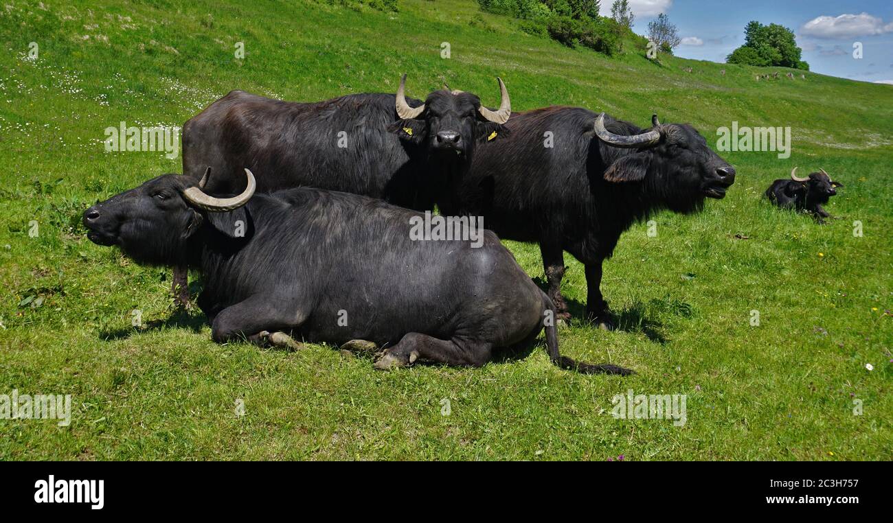 Germany; water buffalo; water ox; swabian alb, alb bufalo Stock Photo