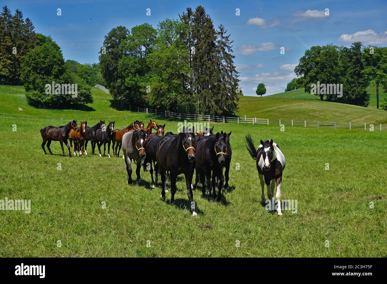 herd of horses on the swabian alb, germany Stock Photo