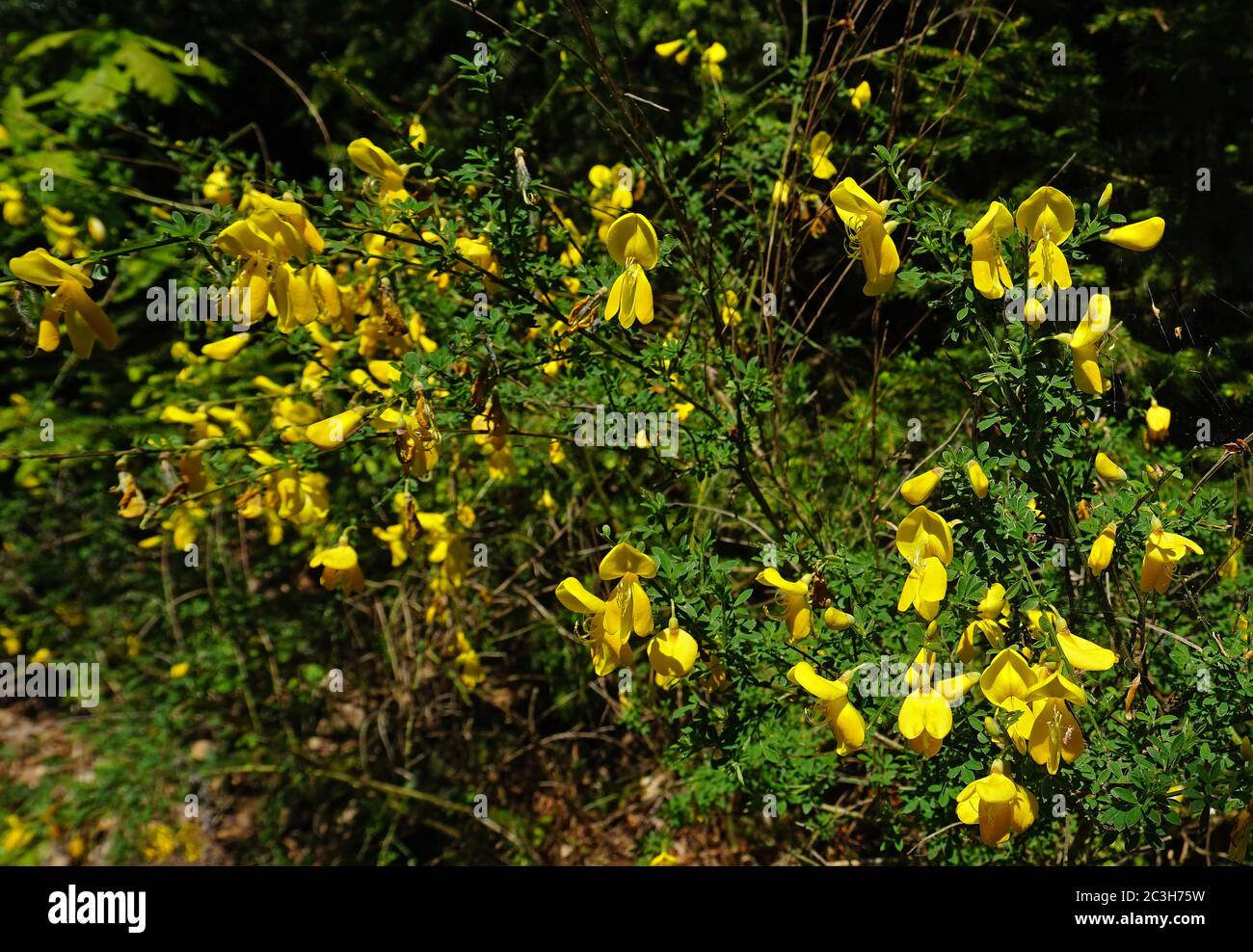 German broom, Genista germanica, in the Black Forest, Germany Stock