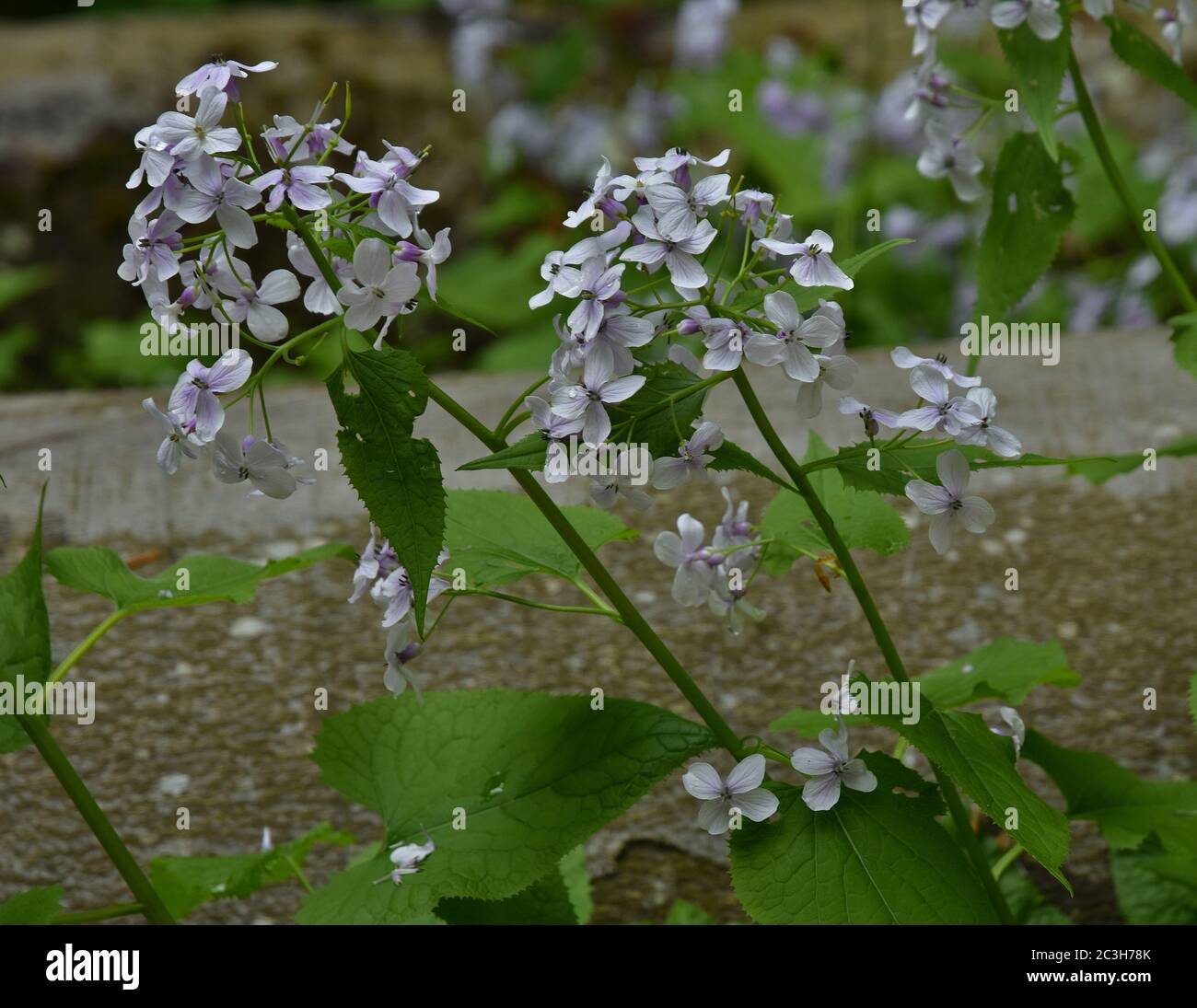 perennial honesty, Lunaria rediviva Stock Photo