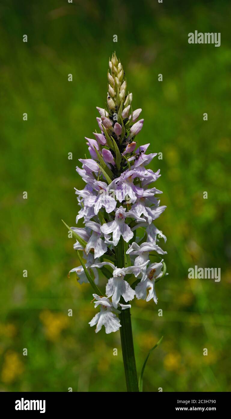 heath spotted-orchid, spotted orchid,  moorland spotted orchid, Stock Photo