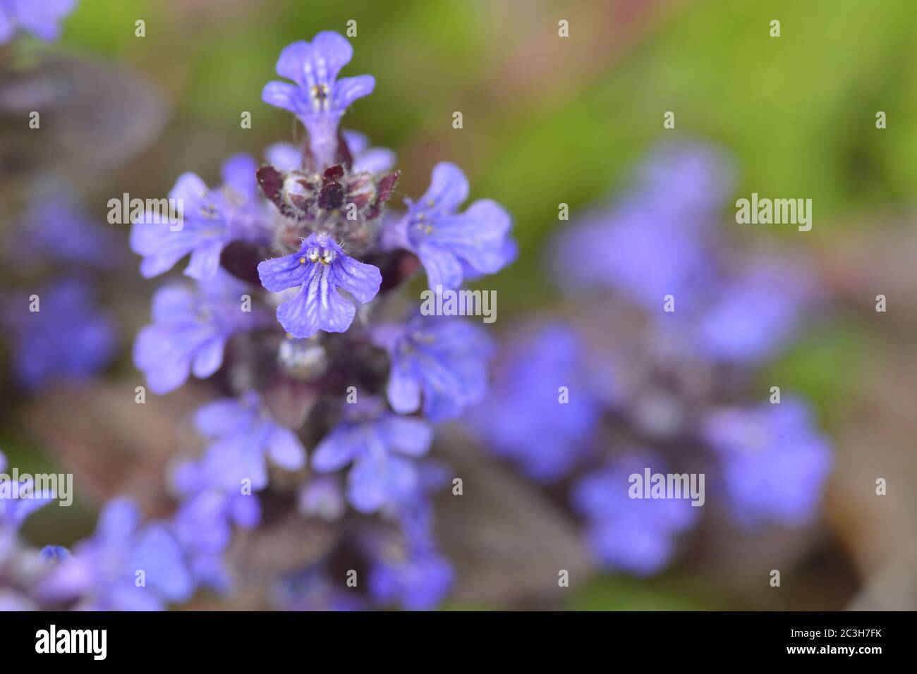 Blossom from Ajuga reptans Stock Photo