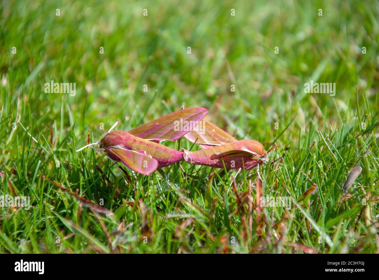 Two Elephant Hawk Moths Mating on the Grass close up shallow depth of field eye level landscape view of a pair couple duo pink green colour elephant h Stock Photo