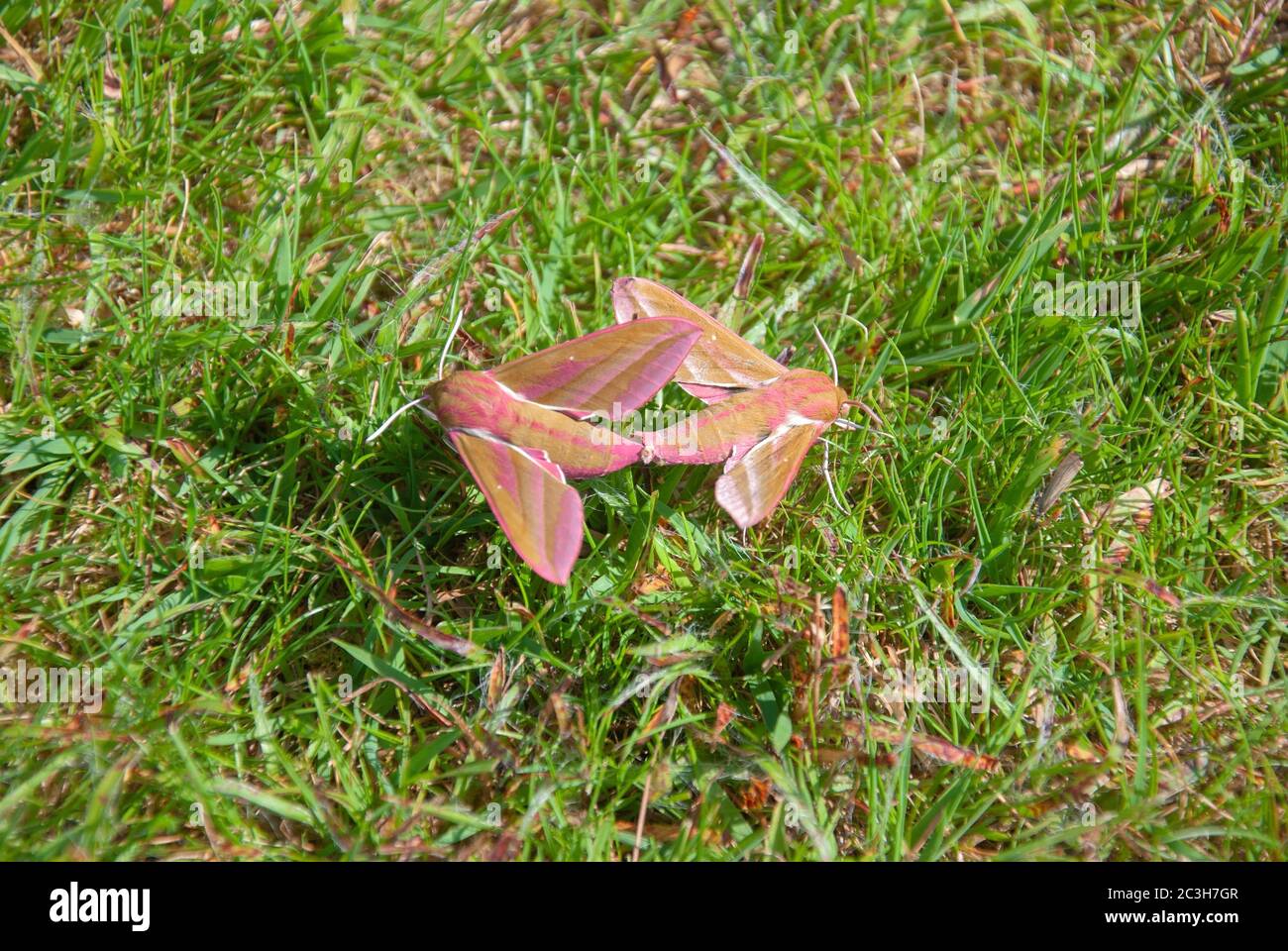 Two Elephant Hawk Moths Mating on the Grass close up landscape view of a pair couple duo pink green colour elephant hawk moths family Sphingidae deile Stock Photo