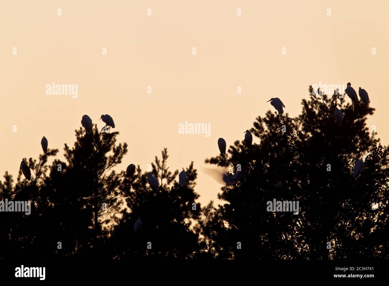 Great Egret in evening light at roosting place Stock Photo