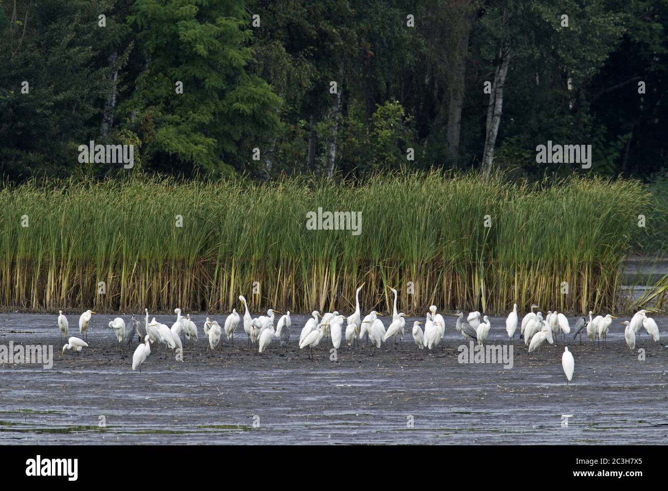 Great Egret at a drained pond Stock Photo