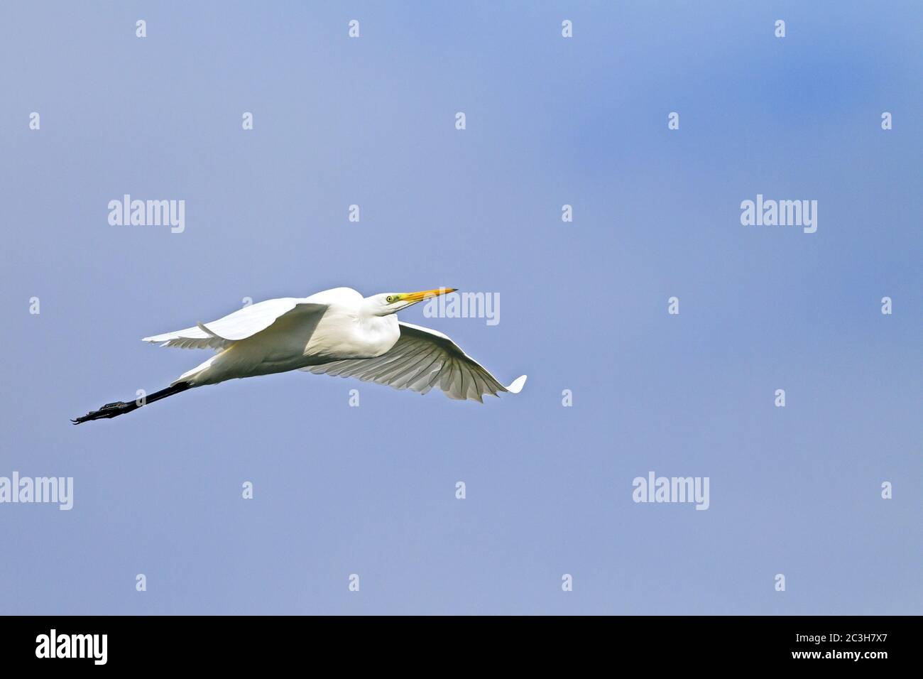 Gret Egret in flight Stock Photo