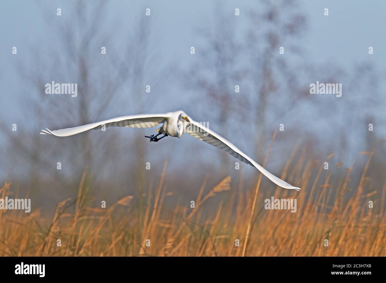 Great Egret in the North of Germany Stock Photo