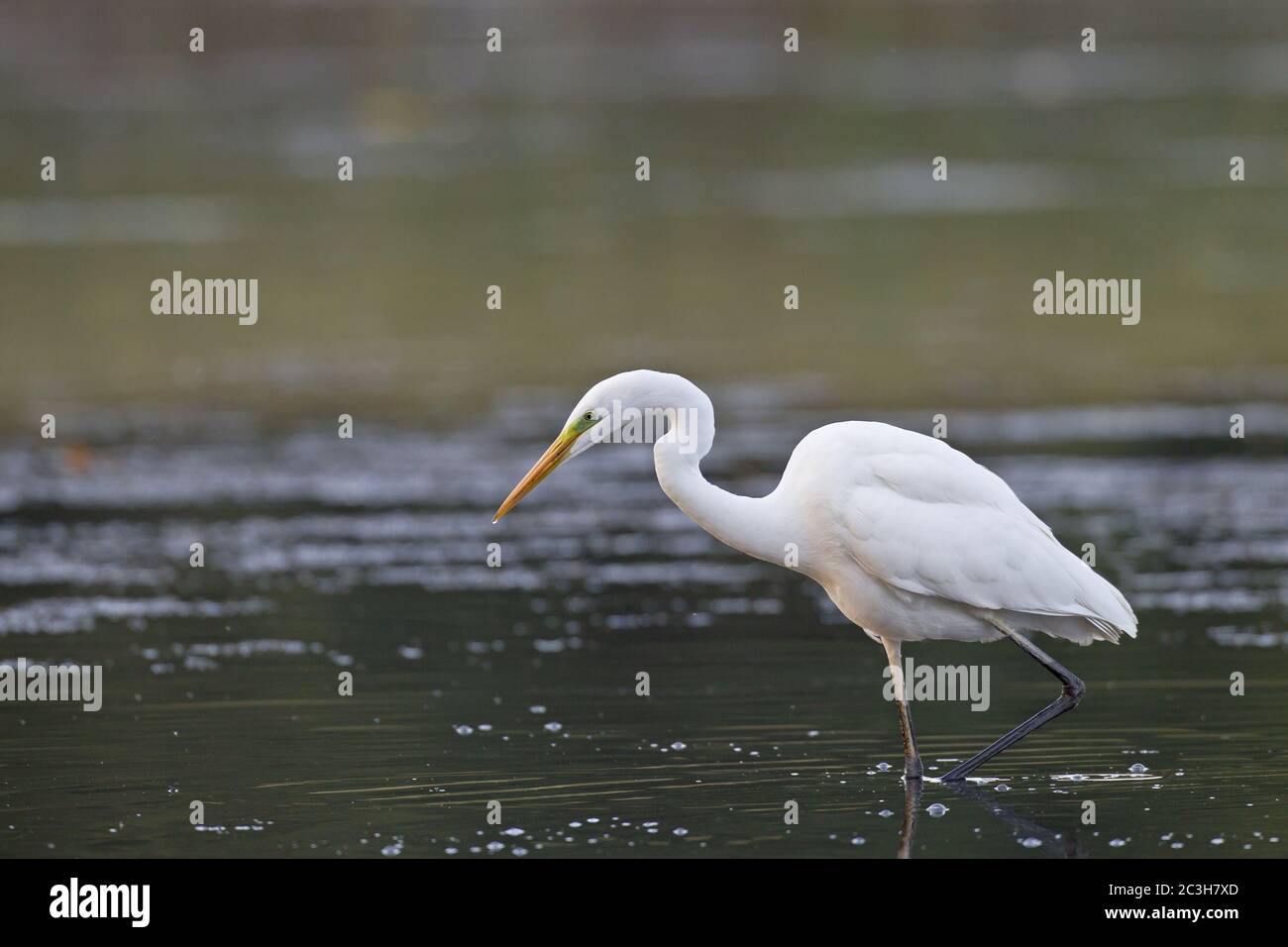 Great Egret hunting fish Stock Photo