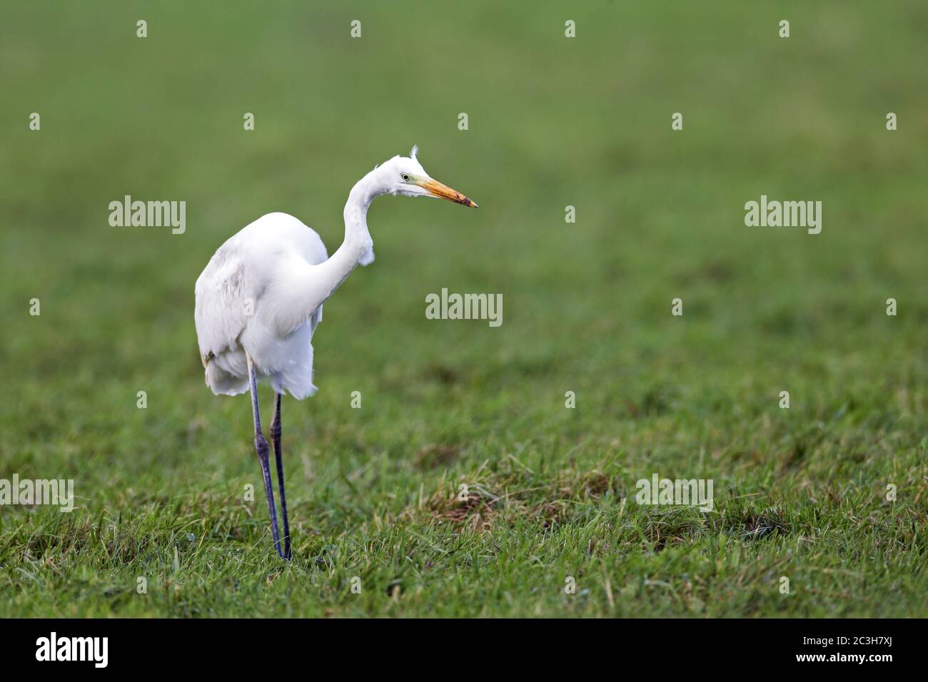 Great Egret hunts mice Stock Photo