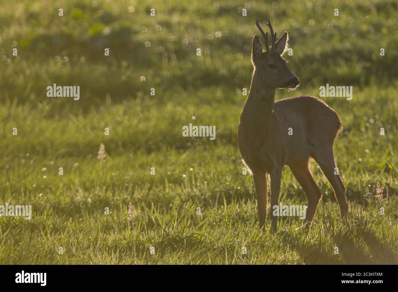 Very old Roe Deer buck stands during the rut in a meadow Stock Photo