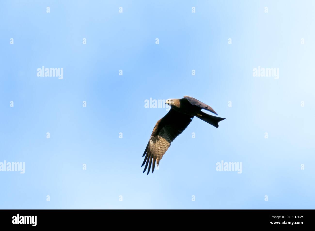 Black Kite in flight / Milvus migrans Stock Photo