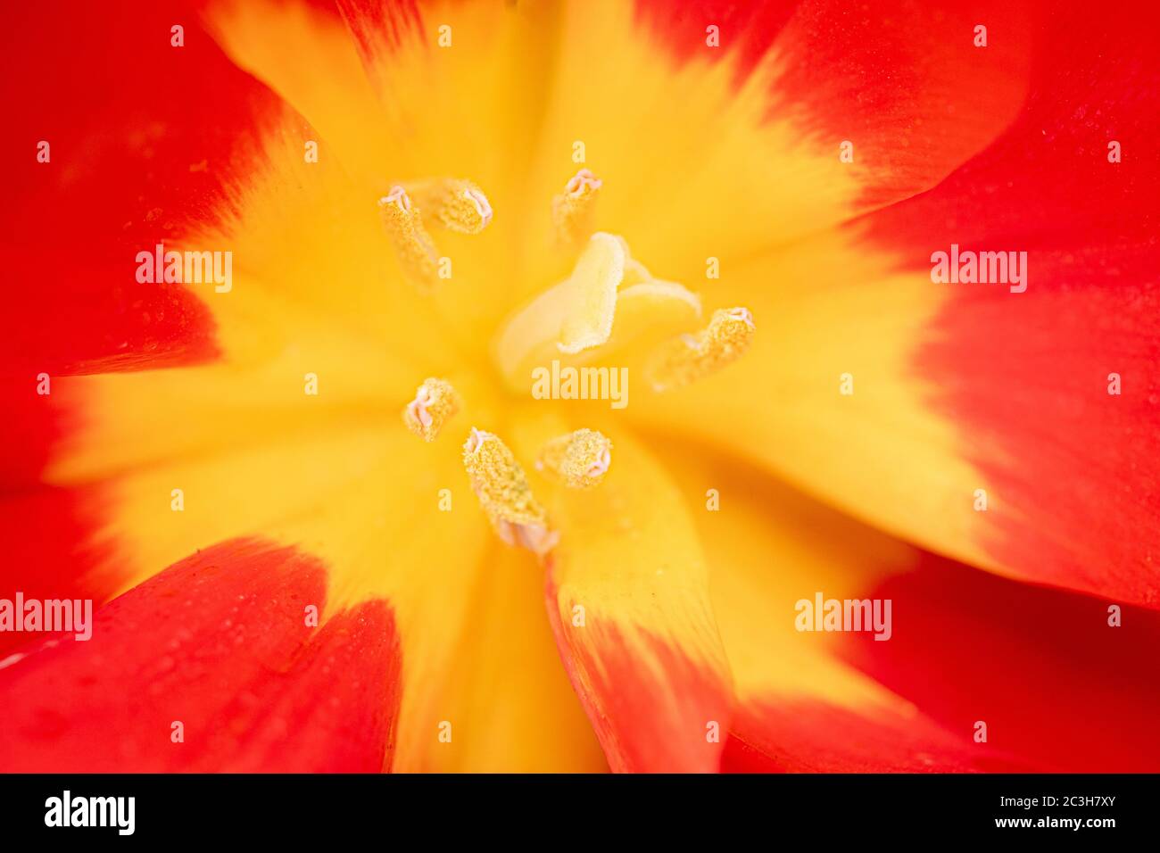Closeup shot of a red and yellow Natal lily Stock Photo