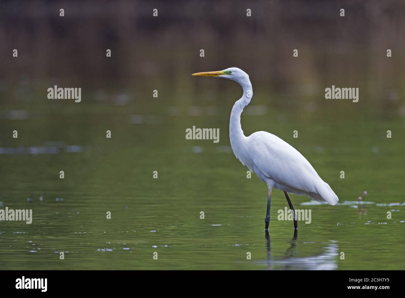 Great Egret hunts for fish Stock Photo