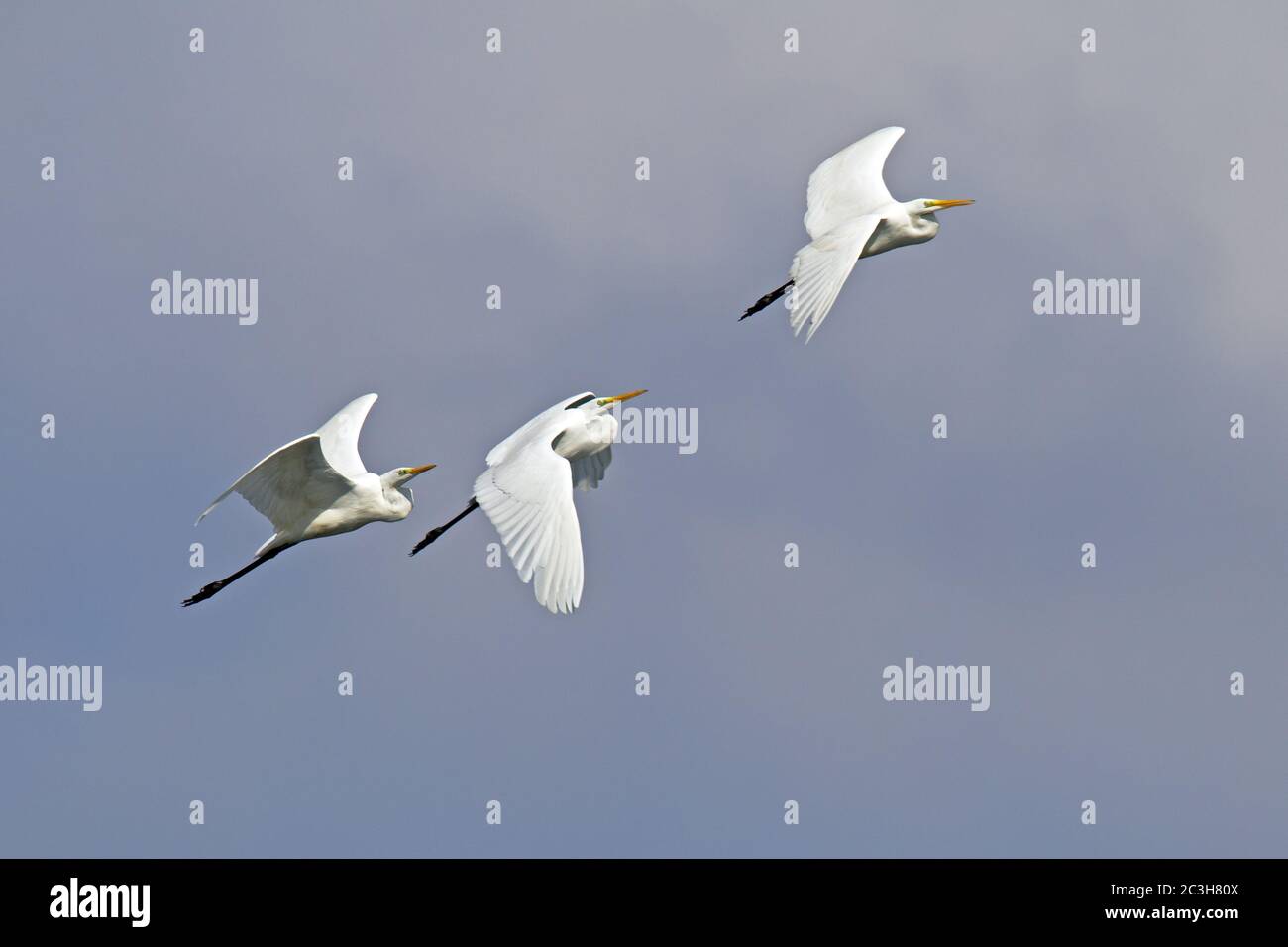 Great Egrets in flight Stock Photo