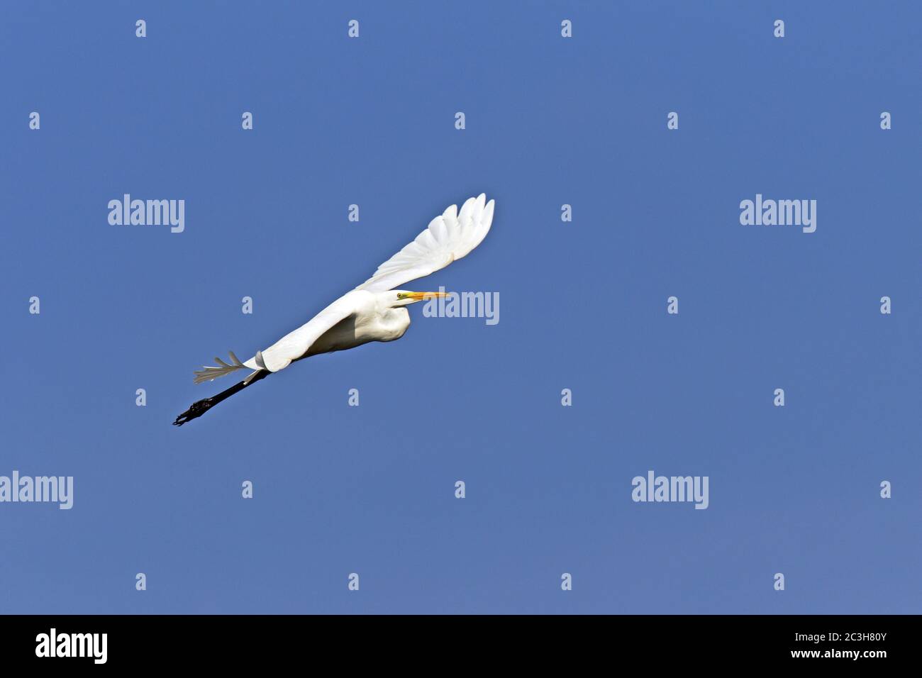 Great Egret in flight Stock Photo