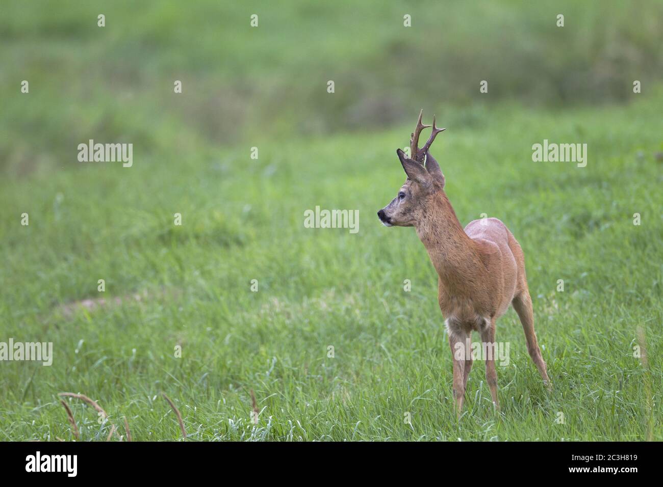 Roebuck in the rut observes another buck Stock Photo