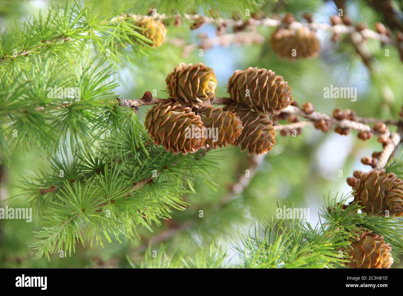 Cones growing pine hires stock photography and images Alamy
