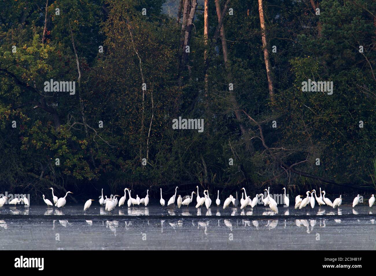 Great Egrets and Grey Herons at the bank of a pond Stock Photo