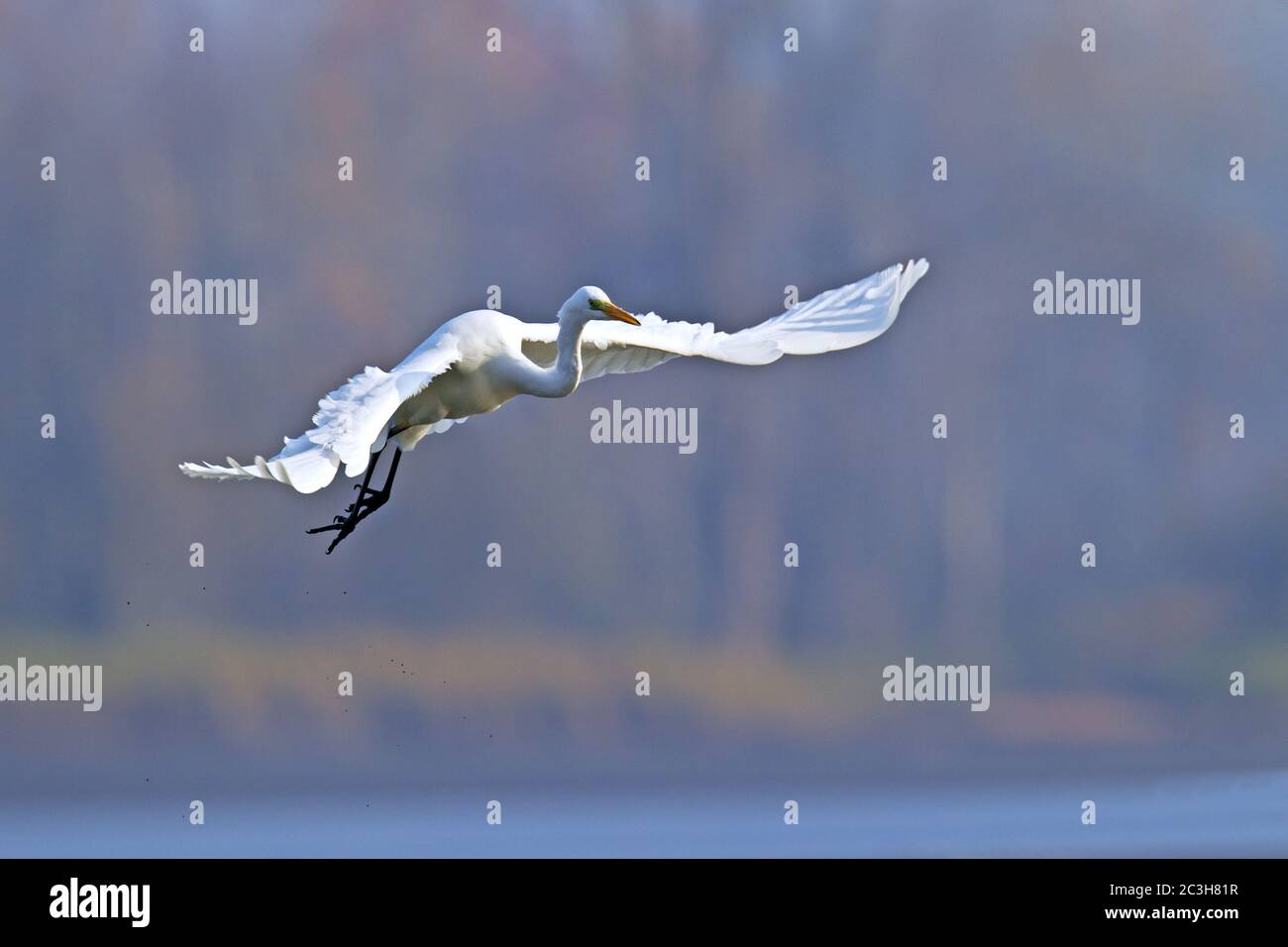 Great Egret in flight / Ardea alba Stock Photo