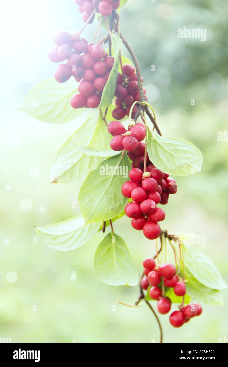 Ripe fruits of red schizandra with green leaves hang in sunny rays in garden. Red schisandra growing Stock Photo
