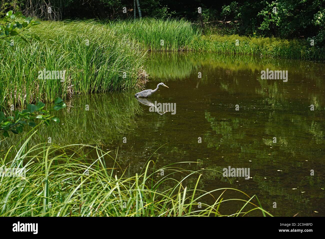 grey heron, gray heron at a pond Stock Photo